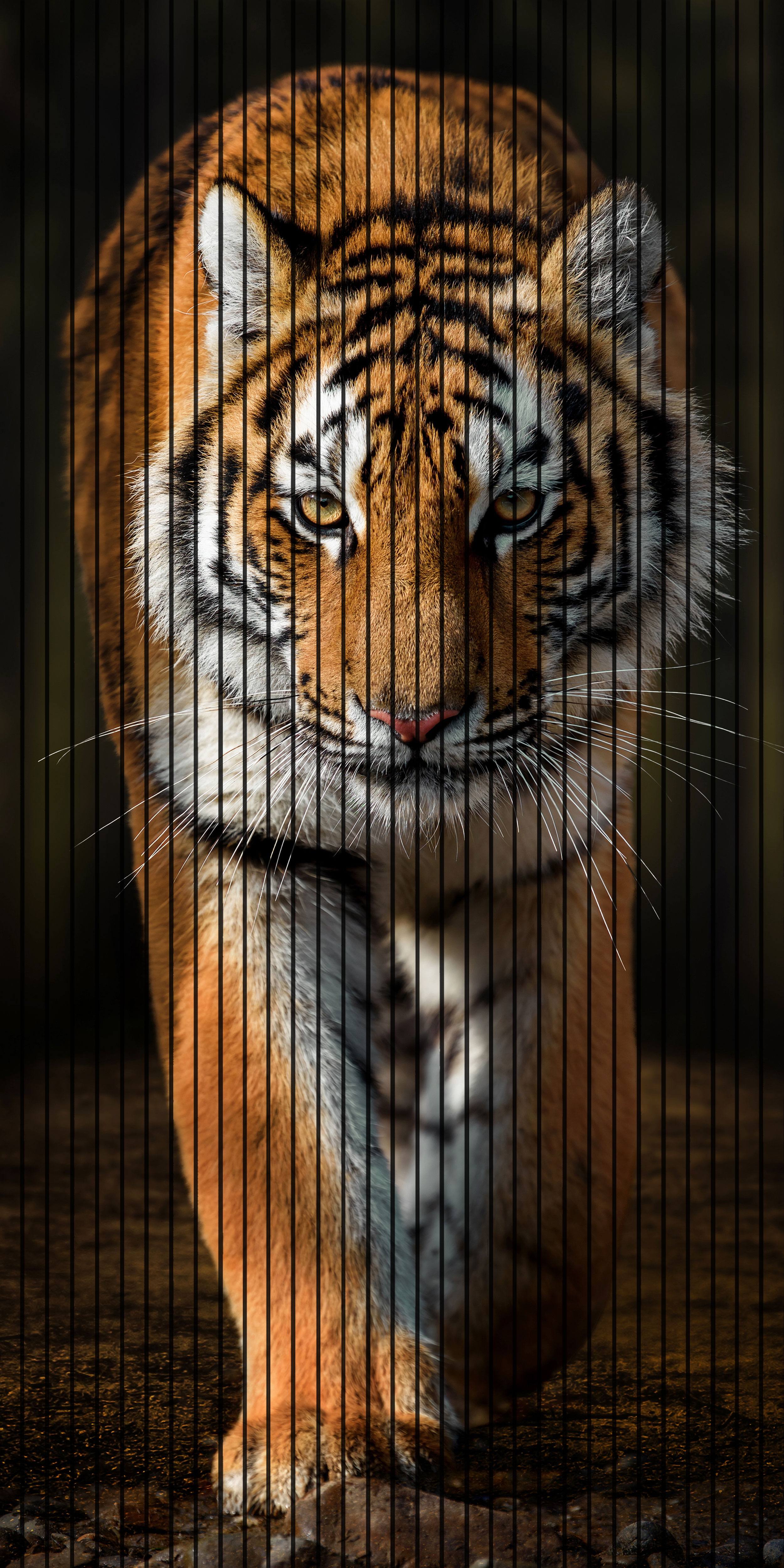 7D Fluted Panel – 7D-1037 – Elegant Standing Tiger Design | 5×10 Feet | Textured Finish