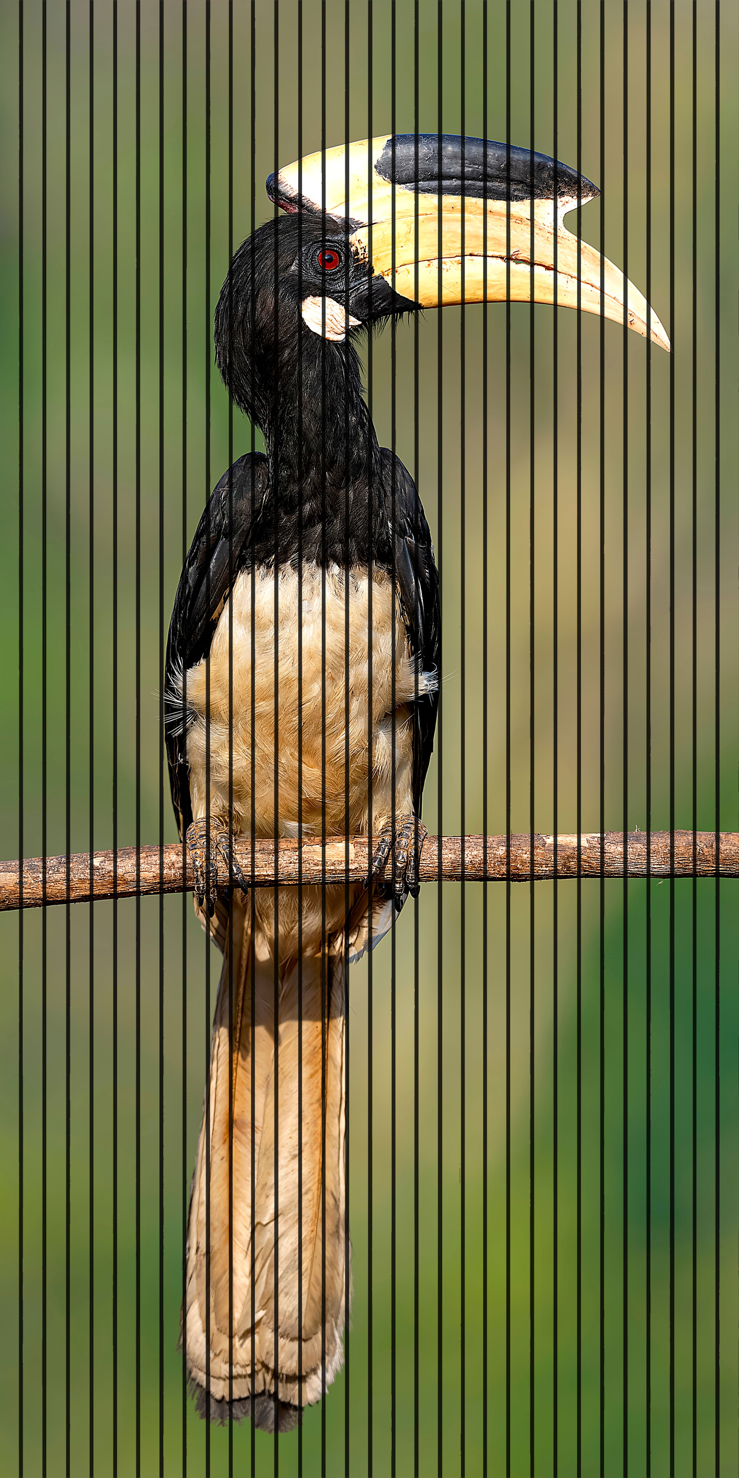 7D Fluted Panel – 7D-1040 – Hornbill Bird on Tree Design | 5×10 Feet | Textured Finish